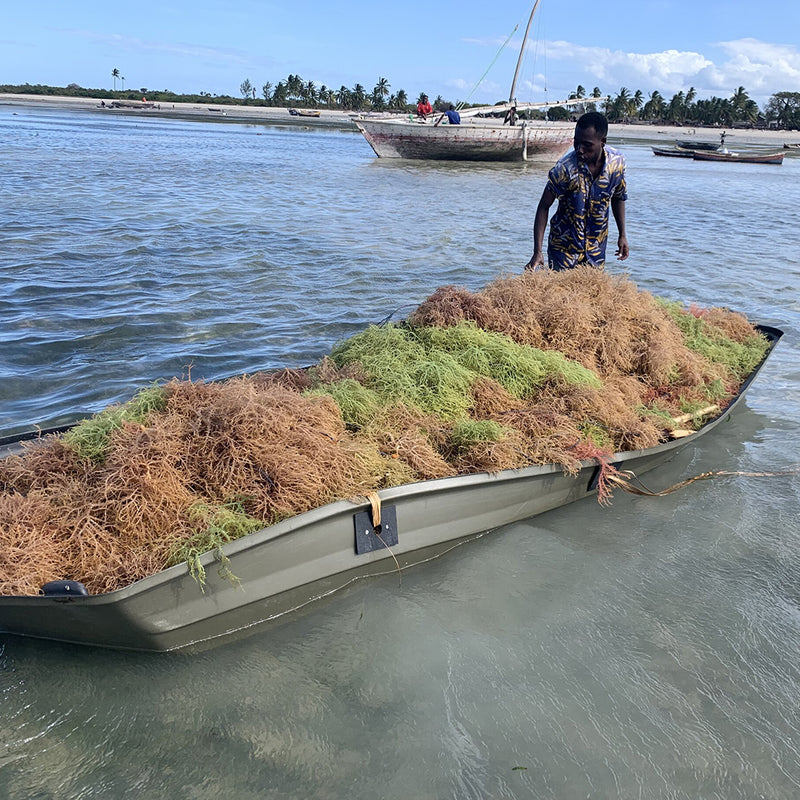 16 Benefits of the African Sea moss (Eucheuma Seaweed AKA Sea Bird Nest)