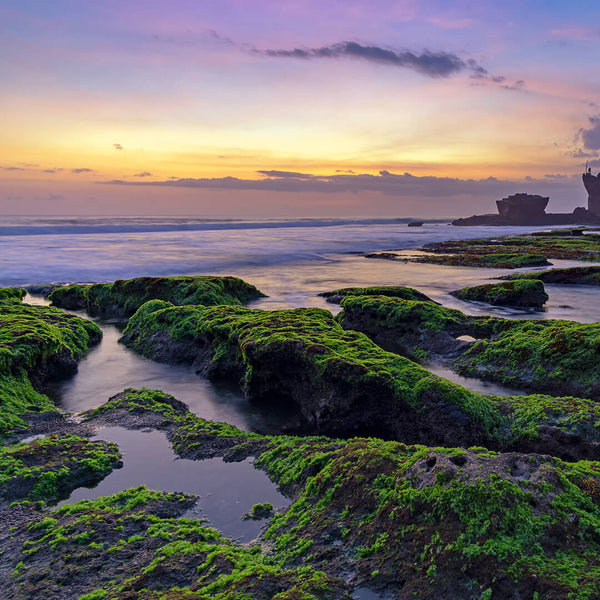 12 Fun Facts about Sea Moss AKA Seaweeds